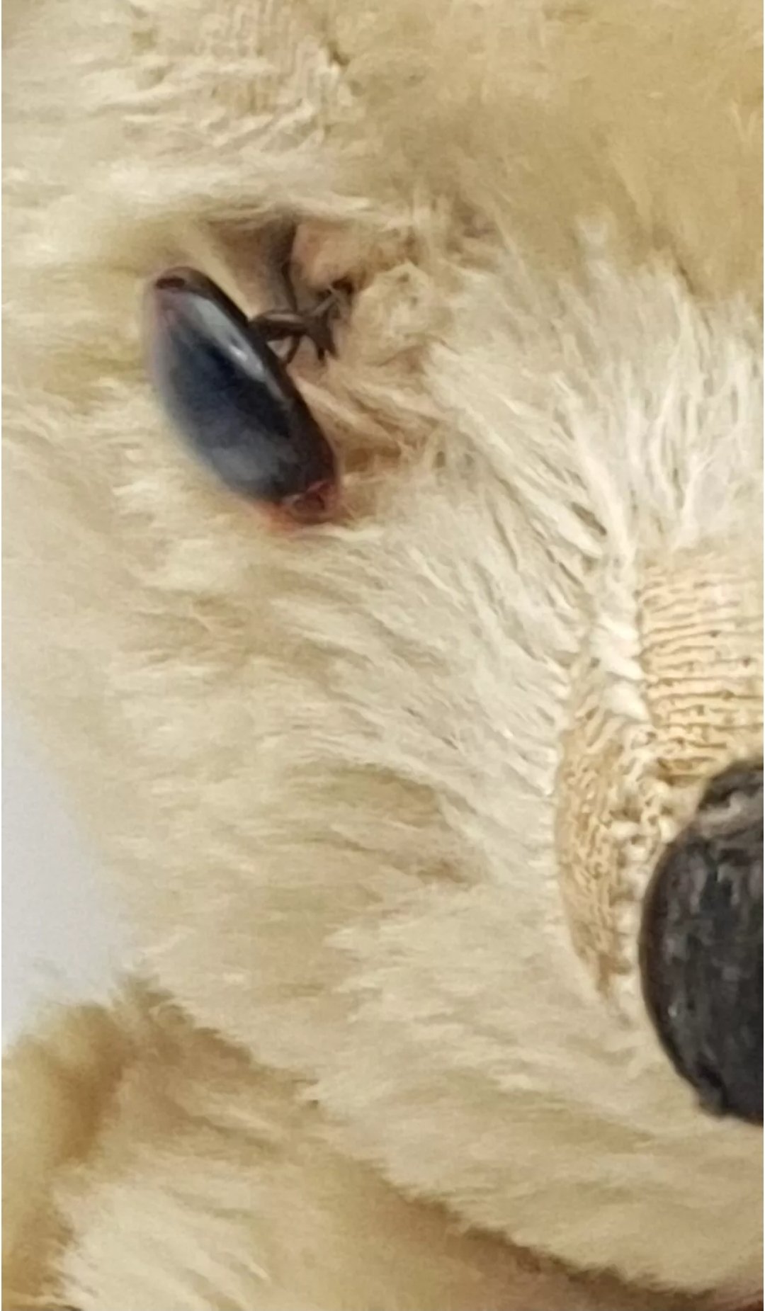 Chad Valley Mohair Teddy Bear 15in C1940s - Image 11