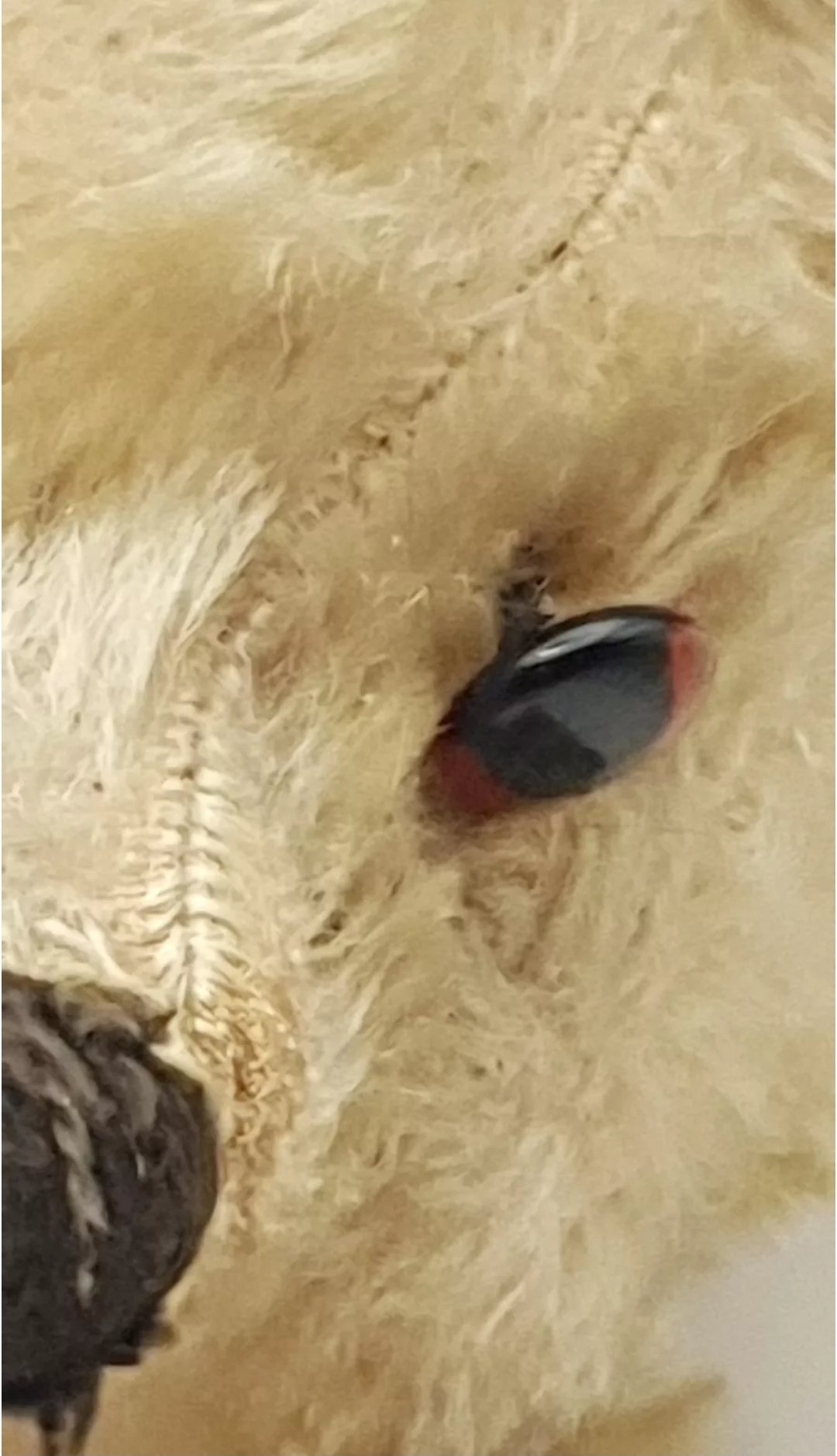 Chad Valley Mohair Teddy Bear 15in C1940s - Image 8